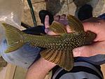 IMG 6592