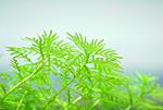     (Hottonia palustris)