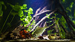 carassius biotope aqua 17 01 2017