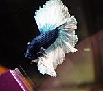 Blue Butterfly Halfmoon Betta