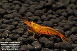    (Shirakura) 
Golden Tiger Shrimp (Caridina serrata var. "Tangerine Tiger")