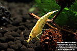 Neocaridina heteropoda Yellow neon