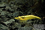 IMG 9062  