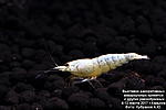 Caridina cf. cantonensis sp.Crystal SnowWhite