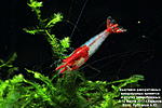 Neocaridina heteropoda var. Rili