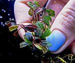brownie red cuba