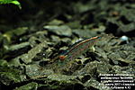 Caridina multidentata ( )
