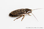   (Nauphoeta cinerea)