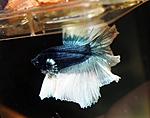 Blue Butterfly Halfmoon Betta