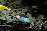 IMG 9065  