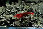 Neocaridina heteropoda Bloody Mary
