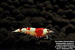 Caridina Crystal Red