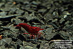 Neocaridina heteropoda Bloody Mary