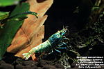 Caridina cf. cantonensis sp. Blue Bolt