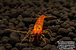    (Shirakura) 
Golden Tiger Shrimp (Caridina serrata var. "Tangerine Tiger")