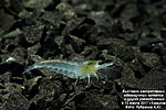 Neocaridina cf. zhangjiajiensis var. White