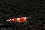 Caridina Crystal Red