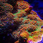 tyree sunset montipora limited edition a5218 700x700
