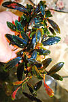 Bucephalandra sp. Super Blue 2