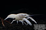 IMG 9482  