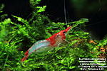 Neocaridina heteropoda var. Rili