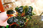 Bucephalandra sp. Dark Silver Grey