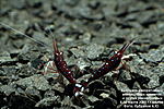 IMG 9095  