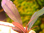 DSCN7201