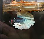 Blue Butterfly Halfmoon Betta