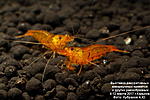    (Shirakura) 
Golden Tiger Shrimp (Caridina serrata var. "Tangerine Tiger")
