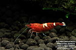 Caridina Cantonensis sp. Taiwan Bee Wine Red
