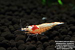 Caridina Crystal Red