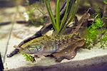 - (Perccottus glenii