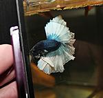 Blue Butterfly Halfmoon Betta