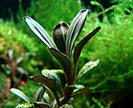Bucephalandra sp. Kapit-4