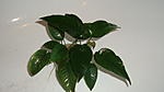   (Anubias minima)
