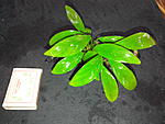 angustifolia