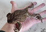   (Bufo bufo)