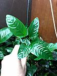 Anubias "nangi"? 3