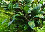 Bucephalandra sp. Kualakuayan 1