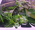 Hottonia palustris