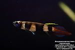 IMG 9767  