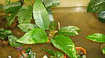Anubias Callos.