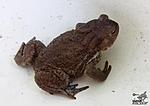   (Bufo bufo)