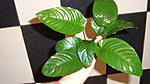 Anubias sp. ellipticus.