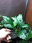 Anubias barteri glabra Cameroon.