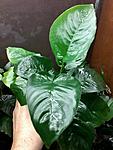 Anubias barteri "butterfly" 1