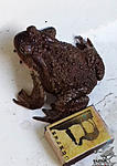   (Bufo bufo)