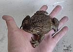   (Bufo bufo)
