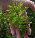 Penthorum 1
